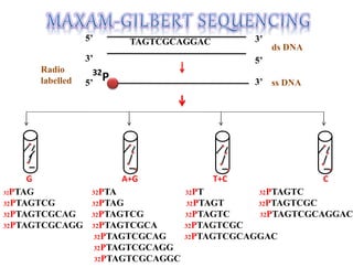 32
P
5’
5’
3’
3’
5’ 3’
TAGTCGCAGGAC
ds DNA
ss DNA
Radio
labelled
G A+G T+C C
32PTAG 32PTA 32PT 32PTAGTC
32PTAGTCG 32PTAG 32PTAGT 32PTAGTCGC
32PTAGTCGCAG 32PTAGTCG 32PTAGTC 32PTAGTCGCAGGAC
32PTAGTCGCAGG 32PTAGTCGCA 32PTAGTCGC
32PTAGTCGCAG 32PTAGTCGCAGGAC
32PTAGTCGCAGG
32PTAGTCGCAGGC
 