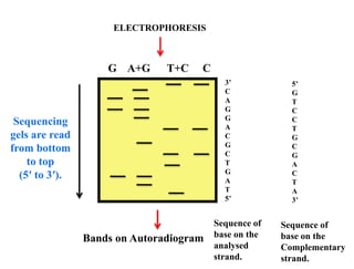 G A+G T+C C
Bands on Autoradiogram
3’
C
A
G
G
A
C
G
C
T
G
A
T
5’
Sequencing
gels are read
from bottom
to top
(5′ to 3′).
5’
G
T
C
C
T
G
C
G
A
C
T
A
3’
Sequence of
base on the
Complementary
strand.
Sequence of
base on the
analysed
strand.
ELECTROPHORESIS
 