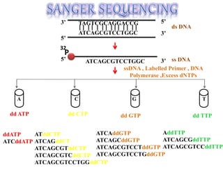 ssDNA , Labelled Primer , DNA
Polymerase ,Excess dNTPs
3’
3’
5’
5’
5’ 3’
TAGTCGCAGGACCG
ds DNA
ss DNA
A C G T
dd ATP dd CTP dd TTP
dd GTP
ATCAGCGTCCTGGC
ATCAGCGTCCTGGC
ddATP
ATCddATP
ATddCTP
ATCAGddCT
ATCAGCGTddCTP
ATCAGCGTCddCTP
ATCAGCGTCCTGGddCTP
ATCAddGTP
ATCAGCddGTP
ATCAGCGTCCTddGTP
ATCAGCGTCCTGddGTP
AddTTP
ATCAGCGddTTP
ATCAGCGTCCddTTP
P
32
 