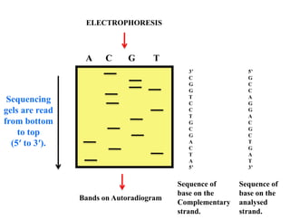Sequencing
gels are read
from bottom
to top
(5′ to 3′).
A C G T
3’
C
G
G
T
C
C
T
G
C
G
A
C
T
A
5’
5’
G
C
C
A
G
G
A
C
G
C
T
G
A
T
3’
Sequence of
base on the
Complementary
strand.
Sequence of
base on the
analysed
strand.
Bands on Autoradiogram
ELECTROPHORESIS
 