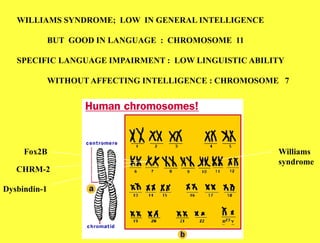 Fox2B
Dysbindin-1
CHRM-2
Williams
syndrome
WILLIAMS SYNDROME; LOW IN GENERAL INTELLIGENCE
BUT GOOD IN LANGUAGE : CHROMOSOME 11
SPECIFIC LANGUAGE IMPAIRMENT : LOW LINGUISTIC ABILITY
WITHOUT AFFECTING INTELLIGENCE : CHROMOSOME 7
 