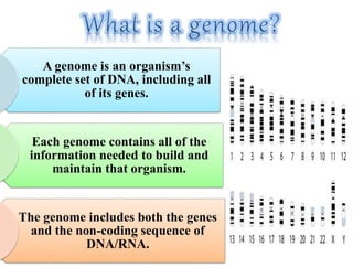 A genome is an organism’s
complete set of DNA, including all
of its genes.
Each genome contains all of the
information needed to build and
maintain that organism.
The genome includes both the genes
and the non-coding sequence of
DNA/RNA.
 