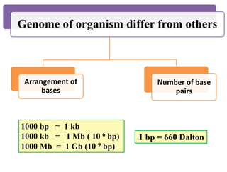 1 bp = 660 Dalton
Genome of organism differ from others
Arrangement of
bases
Number of base
pairs
1000 bp = 1 kb
1000 kb = 1 Mb ( 10 6 bp)
1000 Mb = 1 Gb (10 9 bp)
 