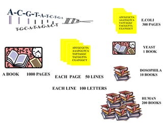 ATCGCGCTA
AAATGGTCA
TATTAGGC
TACGGTTA
CGATGGCT
A BOOK 1000 PAGES
E.COLI
300 PAGES
YEAST
1 BOOK
DOSOPHILA
10 BOOKS
HUMAN
200 BOOKS
EACH PAGE 50 LINES
EACH LINE 100 LETTERS
ATCGCGCTA
AAATGGTCA
TATTAGGC
TACGGTTA
CGATGGCT
 
