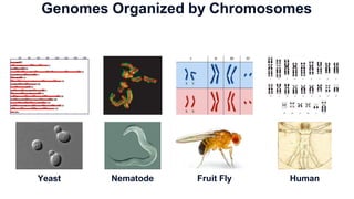 Genomes Organized by Chromosomes
Fruit Fly
Yeast Human
Nematode
 
