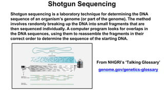 Shotgun Sequencing
Shotgun sequencing is a laboratory technique for determining the DNA
sequence of an organism’s genome (or part of the genome). The method
involves randomly breaking up the DNA into small fragments that are
then sequenced individually. A computer program looks for overlaps in
the DNA sequences, using them to reassemble the fragments in their
correct order to determine the sequence of the starting DNA.
From NHGRI’s ‘Talking Glossary’
genome.gov/genetics-glossary
 