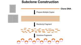 Subclone Construction
Subclone Fragments
ATCGTCTAGAATCTC
AGATCTCTGAGAGTC
TGGGAAACTGTGTGA
GTGACTAGCCACAGT
TGGGAAACTGTGTGA
ACGTGTGAGAGATGT
TGATGCACCTGACCC
GGTTTCACTCTCAAC
ACTCACTCCACCTCA
TGGGAAACTGTGTGA
AGGCCCACCGCCGCT
TGCACGTCCACCACC
ATCGTCTAGAATCTC
AGATCTCTGAGAGTC
TGGGAAACTGTGTGA
GTGACTAGCCACAGT
TGGGAAACTGTGTGA
ACGTGTGAGAGATGT
TGATGCACCTGACCC
GGTTTCACTCTCAAC
ACTCACTCCACCTCA
TGGGAAACTGTGTGA
AGGCCCACCGCCGCT
TGCACGTCCACCACC
ATCGTCTAGAATCTC
AGATCTCTGAGAGTC
TGGGAAACTGTGTGA
GTGACTAGCCACAGT
TGGGAAACTGTGTGA
ACGTGTGAGAGATGT
TGATGCACCTGACCC
GGTTTCACTCTCAAC
ACTCACTCCACCTCA
TGGGAAACTGTGTGA
AGGCCCACCGCCGCT
TGCACGTCCACCACC
ATCGTCTAGAATCTC
AGATCTCTGAGAGTC
TGGGAAACTGTGTGA
GTGACTAGCCACAGT
TGGGAAACTGTGTGA
ACGTGTGAGAGATGT
TGATGCACCTGACCC
GGTTTCACTCTCAAC
ACTCACTCCACCTCA
TGGGAAACTGTGTGA
AGGCCCACCGCCGCT
TGCACGTCCACCACC
G G G G GATCGTCTAGAATCTC
G G G G GAGATCTCTGAGAGTC
G G G G GTGGGAAACTGTGTGA
T T T T TGTGACTAGCCACAGT
G G G G GTGGGAAACTGTGTGA
T T T T TACGTGTGAGAGATGT
A A A A ATGATGCACCTGACCC
G G G G GGGTTTCACTCTCAAC
G G G G GACTCACTCCACCTCA
G G G G GTGGGAAACTGTGTGA
G G G G GAGGCCCACCGCCGCT
G G G G GTGCACGTCCACCACC
Randomly Fragment
Clone DNA
Prepare Multiple Copies
GATCGTCTAGAATCTC
GAGATCTCTGAGAGTC
GTGGGAAACTGTGTGA
TGTGACTAGCCACAGT
GTGGGAAACTGTGTGA
TACGTGTGAGAGATGT
ATGATGCACCTGACCC
GGGTTTCACTCTCAAC
GACTCACTCCACCTCA
GTGGGAAACTGTGTGA
GAGGCCCACCGCCGCT
GTGCACGTCCACCACC
 