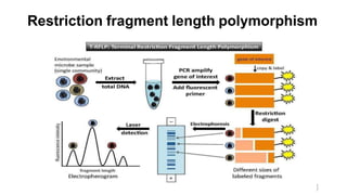 1
7
Restriction fragment length polymorphism
 