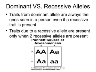 Dominant VS. Recessive Alleles Traits from dominant allele are always the ones seen in a person even if a recessive trait is present Traits due to a recessive allele are present only when 2 recessive alleles are present 