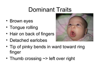 Dominant Traits Brown eyes  Tongue rolling Hair on back of fingers Detached earlobes  Tip of pinky bends in ward toward ring finger  Thumb crossing ~> left over right 