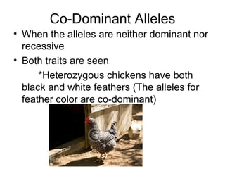 Co-Dominant Alleles When the alleles are neither dominant nor recessive Both traits are seen *Heterozygous chickens have both black and white feathers (The alleles for feather color are co-dominant) 