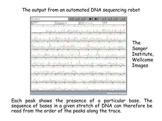 The output from an automated DNA sequencing robot
Each peak shows the presence of a particular base. The
sequence of bases in a given stretch of DNA can therefore be
read from the order of the peaks along the trace.
The
Sanger
Institute,
Wellcome
Images
 