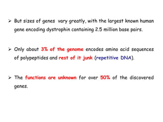  But sizes of genes vary greatly, with the largest known human
gene encoding dystrophin containing 2.5 million base pairs.
 Only about 3% of the genome encodes amino acid sequences
of polypeptides and rest of it junk (repetitive DNA).
 The functions are unknown for over 50% of the discovered
genes.
 