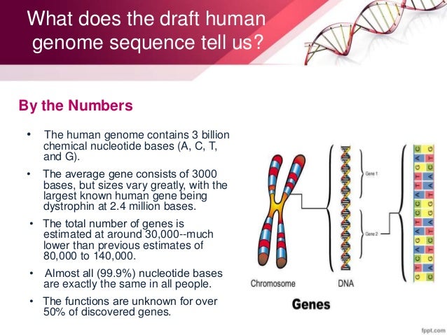 What is the human genome?