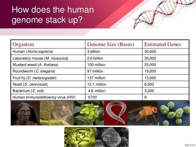 The Human Genome Project