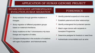 • Study evolution through germline mutations in
lineages.
• Study migration of different population groups
based on maternal inheritance.
• Study mutations on the Y chromosome o=tp trace
lineage and migration of males.
• Compare breakpoints in the evolution of mutations
with ages of population and historical events.
• Identify potential suspects at crime scene
• Establish paternal and other relationships
• Identify endangered And protected species
• Match organ donors with recipients in
transplant Programme
• Determine pedigree for livestock or seed lives
• Authenticate consumables such as wine
APPLICATION OF HUMAN GENOME PROJECT
BIOARCHEOLOGY,ANTHROPOLOGY,
EVOLUTION,HUMAN MIGRATION FORENSICS
 