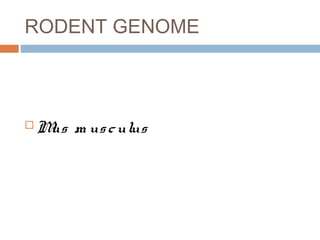 RODENT GENOME



   M m us c ulus
     us
 