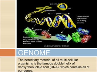 GENOME
The hereditary material of all multi-cellular
organisms is the famous double helix of
deoxyribonucleic acid (DNA), which contains all of
our genes.
 