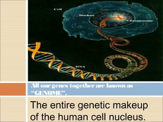 All our genes together are known as
“GENOME”.

The entire genetic makeup
of the human cell nucleus.
 