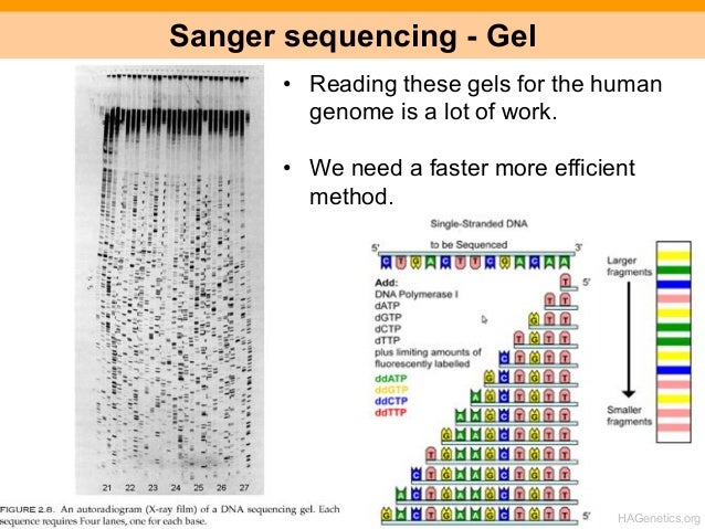 The Human Genome Project - Part I