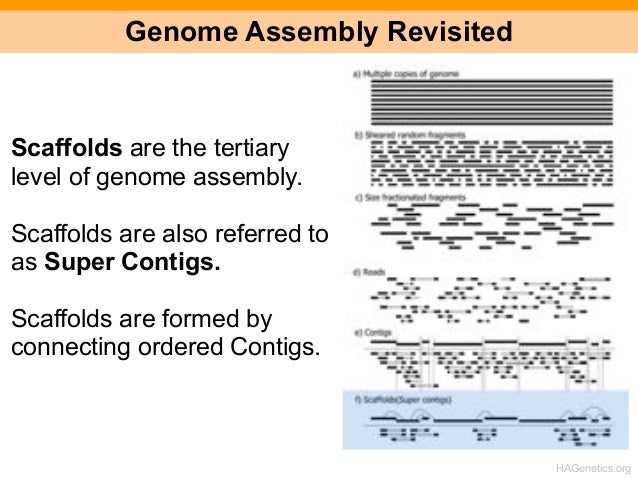 sequencher contig assembly imverted sequencher contig assembly imverted