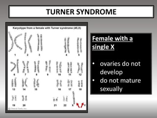 Human Genomics1: Karyotypes and Mutations | PPTX