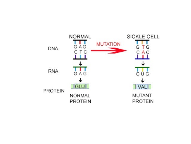 Human Genomics 1: Karyotypes and Mutations