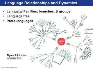 © 2016 Pearson Education, Inc.
Language Relationships and Dynamics
Figure 6.6: Iranian
language tree.
• Language Families, branches, & groups
• Language tree
• Proto-languages
 