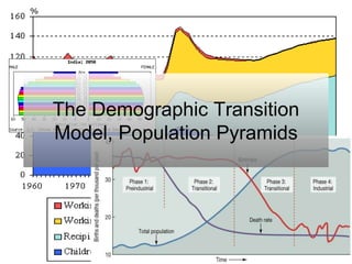 The Demographic Transition
Model, Population Pyramids
 