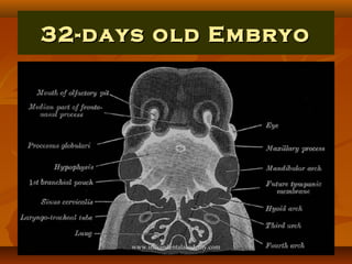 32-days old Embryo32-days old Embryo
www.indiandentalacademy.comwww.indiandentalacademy.com
 