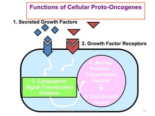 10
4. Nuclear
Proteins:
Transcription
Factors
5. Cell Growth
Genes
3. Cytoplasmic
Signal Transduction
Proteins
1. Secreted Growth Factors
2. Growth Factor Receptors
Functions of Cellular Proto-Oncogenes
Dept of Urology, GRH and KMC, Chennai.
 