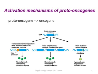 12
Activation mechanisms of proto-oncogenes
proto-oncogene --> oncogene
Dept of Urology, GRH and KMC, Chennai.
 