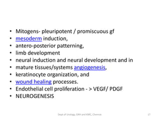• Mitogens- pleuripotent / promiscuous gf
• mesoderm induction,
• antero-posterior patterning,
• limb development
• neural induction and neural development and in
• mature tissues/systems angiogenesis,
• keratinocyte organization, and
• wound healing processes.
• Endothelial cell proliferation - > VEGF/ PDGF
• NEUROGENESIS
17
Dept of Urology, GRH and KMC, Chennai.
 