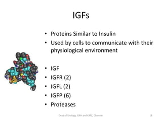 IGFs
• Proteins Similar to Insulin
• Used by cells to communicate with their
physiological environment
• IGF
• IGFR (2)
• IGFL (2)
• IGFP (6)
• Proteases
18
Dept of Urology, GRH and KMC, Chennai.
 