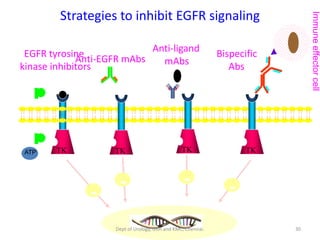 TK TK TK TK
Strategies to inhibit EGFR signaling
-
- - -
EGFR tyrosine
kinase inhibitors
Anti-EGFR mAbs
Anti-ligand
mAbs
Bispecific
Abs
Immune
effector
cell
ATP
30
Dept of Urology, GRH and KMC, Chennai.
 