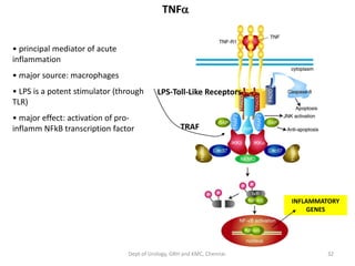 TNFa
• principal mediator of acute
inflammation
• major source: macrophages
• LPS is a potent stimulator (through
TLR)
• major effect: activation of pro-
inflamm NFkB transcription factor
INFLAMMATORY
GENES
LPS-Toll-Like Receptors
TRAF
32
Dept of Urology, GRH and KMC, Chennai.
 
