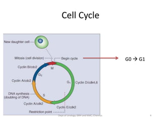 Cell Cycle
G0 → G1
4
Dept of Urology, GRH and KMC, Chennai.
 