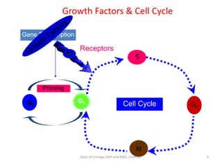 Gene Transcription
G0
G1
Priming
S
G2
M
Cell Cycle
+
Growth Factors & Cell Cycle
Receptors
5
Dept of Urology, GRH and KMC, Chennai.
 