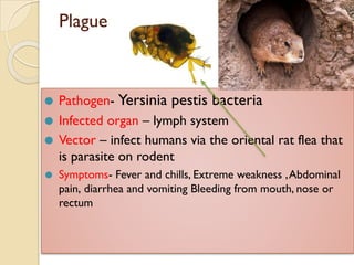 Plague
⚫ Pathogen- Yersinia pestis bacteria
⚫ Infected organ – lymph system
⚫ Vector – infect humans via the oriental rat flea that
is parasite on rodent
⚫ Symptoms- Fever and chills, Extreme weakness ,Abdominal
pain, diarrhea and vomiting Bleeding from mouth, nose or
rectum
 