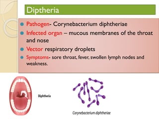 Diptheria
⚫ Pathogen- Corynebacterium diphtheriae
⚫ Infected organ – mucous membranes of the throat
and nose
⚫ Vector respiratory droplets
⚫ Symptoms- sore throat, fever, swollen lymph nodes and
weakness.
 