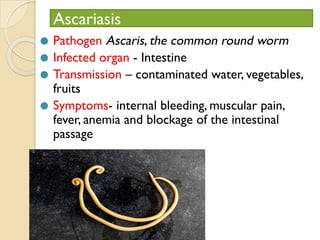 Ascariasis
⚫ Pathogen Ascaris, the common round worm
⚫ Infected organ - Intestine
⚫ Transmission – contaminated water, vegetables,
fruits
⚫ Symptoms- internal bleeding, muscular pain,
fever, anemia and blockage of the intestinal
passage
 