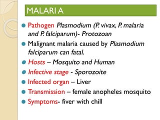 MALARI A
⚫ Pathogen Plasmodium (P. vivax, P. malaria
and P. falciparum)- Protozoan
⚫ Malignant malaria caused by Plasmodium
falciparum can fatal.
⚫ Hosts – Mosquito and Human
⚫ Infective stage - Sporozoite
⚫ Infected organ – Liver
⚫ Transmission – female anopheles mosquito
⚫ Symptoms- fiver with chill
 