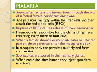 ⚫ Sporozoites enters the human body through the bite
of infected female Anopheles mosquito.
⚫ The parasites multiply within the liver cells and then
attack the red blood cells (RBCs)
⚫ Rupture of RBCs causes release of toxic haemozoin.
⚫ Haemozoin is responsible for the chill and high fever
recurring every three to four days.
⚫ When a female Anopheles mosquito bites an infected
person, these parasites enter the mosquito’s body.
⚫ In mosquito body the parasites multiply and form
sporozoites.
⚫ Sporozoites are stored in their salivary glands.
⚫ When mosquito bites human they inject spozoites
into body.
MALARI A
 