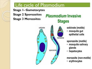 Life cycle of Plasmodium
Stage 1- Gametocytes
Stage 2 Sporozoites
Stage 3 Merozoites
 