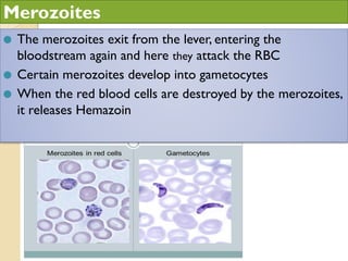 ⚫ The merozoites exit from the lever, entering the
bloodstream again and here they attack the RBC
⚫ Certain merozoites develop into gametocytes
⚫ When the red blood cells are destroyed by the merozoites,
it releases Hemazoin
Merozoites
 