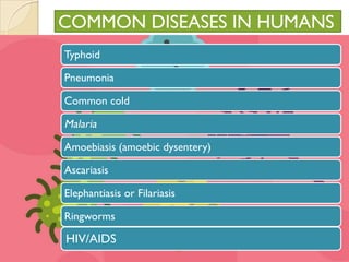 COMMON DISEASES IN HUMANS
Typhoid
Pneumonia
Common cold
Malaria
Amoebiasis (amoebic dysentery)
Ascariasis
Elephantiasis or Filariasis
Ringworms
HIV/AIDS
 