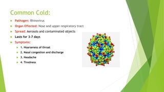 Common Cold:
 Pathogen: Rhinovirus
 Organ Effected: Nose and upper respiratory tract
 Spread: Aerosols and contaminated objects
 Lasts for 3-7 days
 Symptoms:
 1. Hoarseness of throat
 2. Nasal congestion and discharge
 3. Headache
 4. Tiredness
 