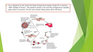  As a response to the chills the body temperature keeps rising till it reaches
106F (height of fever). The patient sweats a lot and the temperature steadily
goes down to normal, till the next attack takes place after 48 hours.
 