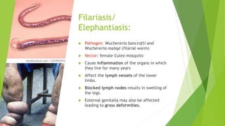 Filariasis/
Elephantiasis:
 Pathogen: Wuchereria bancrofti and
Wuchereria malayi (filarial worm)
 Vector: female Culex mosquito
 Cause inflammation of the organs in which
they live for many years
 Affect the lymph vessels of the lower
limbs.
 Blocked lymph nodes results in swelling of
the legs.
 External genitalia may also be affected
leading to gross deformities.
 