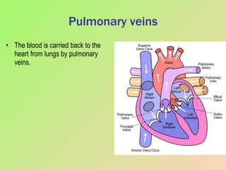 Pulmonary veins The blood is carried back to the heart from lungs by pulmonary veins. 